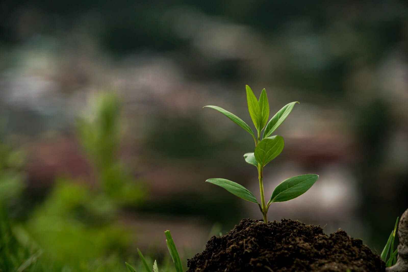 Developer marketing for startups: the no-budget playbook
