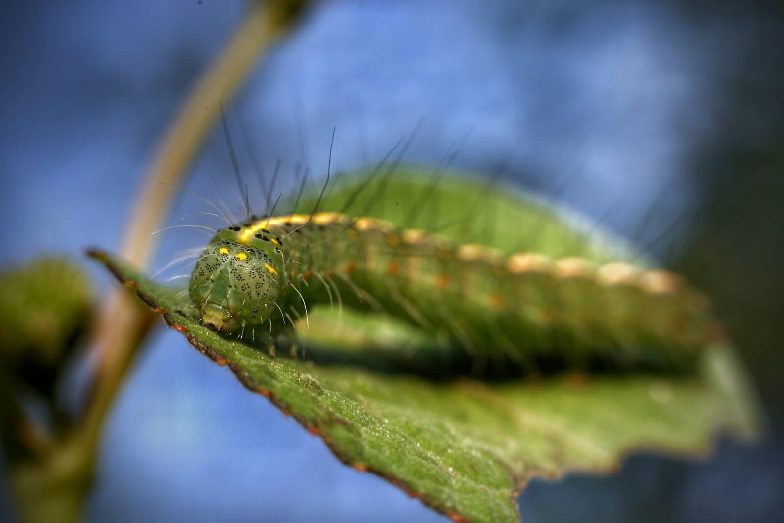 Lifecycle marketing for developers